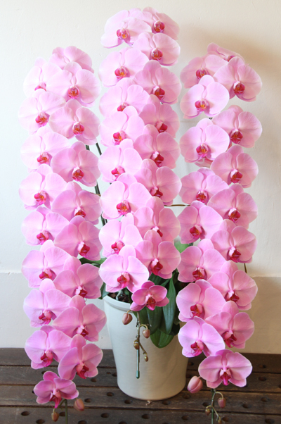 優雅で上品な印象の大輪ピンクの胡蝶蘭・3本立て
