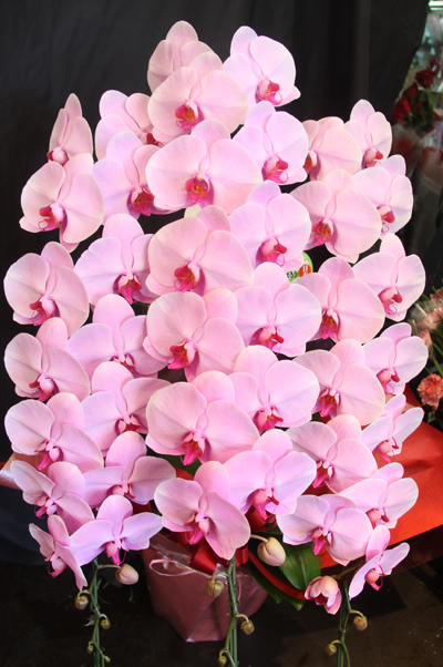 華やかで豪華な印象を与えるピンクの３本立て・大輪の胡蝶蘭